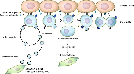microvescicole-derivate-da-cellule-staminali