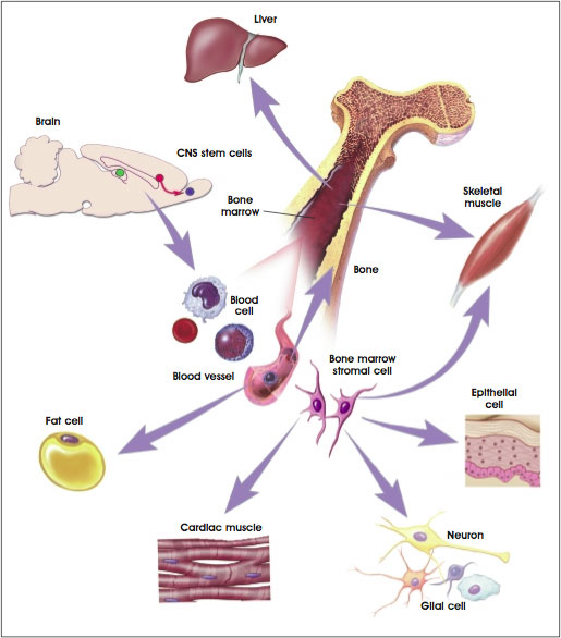 migrazione-cellule-cardiache