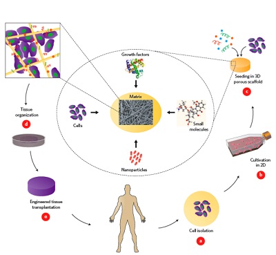 nanotecnologia-staminali