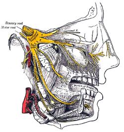 illustrazione grafica del nervo oftalmico