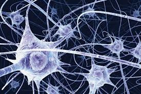 neuroni-cerebrali