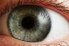 occhio-retina-cristallino