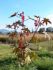 olio-ricino-capelli