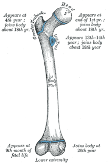 ossa-scheletro-osteoporosi