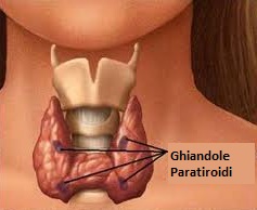 illustrazione grafica ghiandole paratiroidi