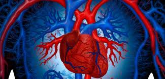 grafica sistema cardiovascolare zona toracica