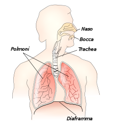 polmone-respirazione-malattie