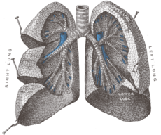polmone-trapianti