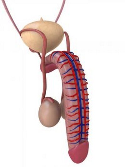 Immagine che evidenzia l'apparato circolatoriro del pene