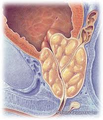 immagine in cui viene illustrata la morfologia della prostata