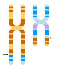 riarrangiamenti-cromosomici