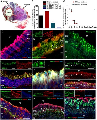 Immagine estrapolata dalla ricerca scientifica plus one