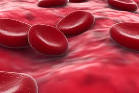 immagine microscopica del sangue