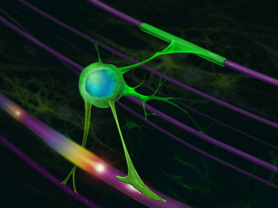 Una cellula nervosa nella guaina di mielina
