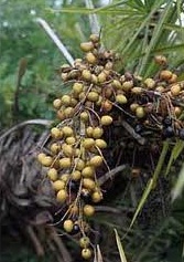 serenoa-repens-capelli copy