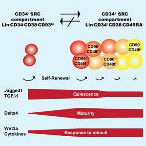 staminali schema CD34