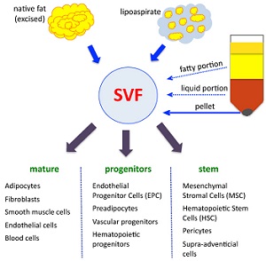 staminali-adiposi-cellule