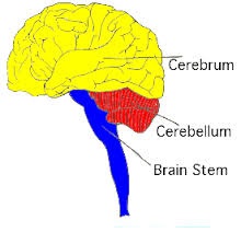 staminali-cerebrali
