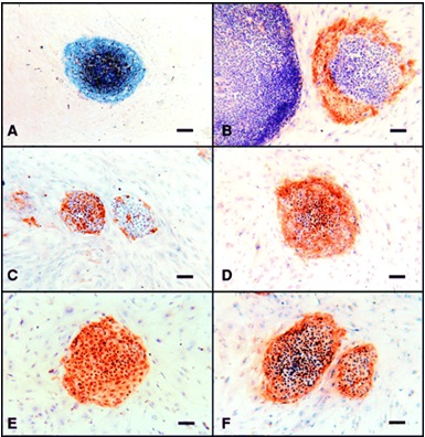 cellule staminali embrionali