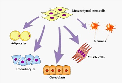staminali-mesenchimali-21-9