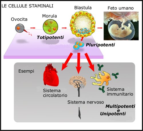 schema grafico relativo alle staminali totipotenti