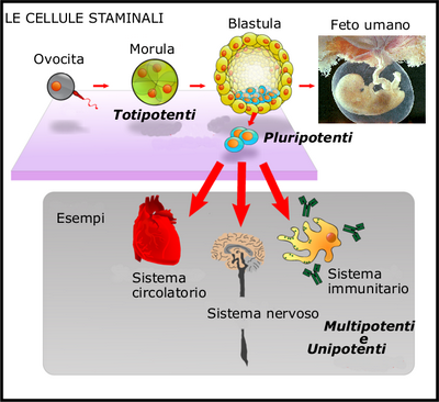 Immagina che illustra le diverse tipologie di cellule staminali