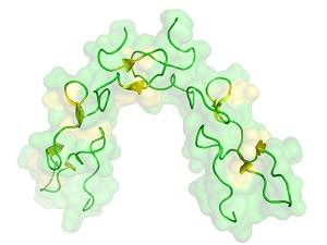 staminali-vascolari-cellule