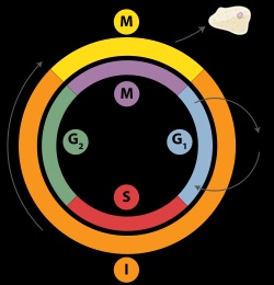 telomeri-nucleoproteiche