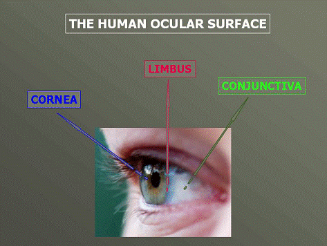 Immagine in cui vengono riportate le diverse strutture oculari