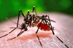 Virus Zika, primo caso di trasmissione sessuale in Spagna