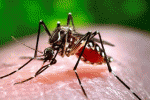 leggi tutto l'articolo Virus Zika, primo caso di trasmissione sessuale in Spagna Virus Zika, primo caso di trasmissione sessuale in Spagna