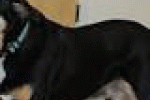 Frankie, l'infallibile cane 'fiuta-tumori' - Diregiovani