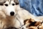 leggi tutto l'articolo Amici animali: rischio salmonella, no a cibi crudi per cani e gatti - Impronta Unika Amici animali: rischio salmonella, no a cibi crudi per cani e gatti - Impronta Unika