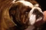 leggi tutto l'articolo Anche i cani fanno il lifting: in 4 anni interventi aumentati dell'80% in ... - Padova News Anche i cani fanno il lifting: in 4 anni interventi aumentati dell'80% in ... - Padova News