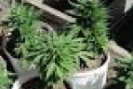 leggi tutto l'articolo Acquasanta Terme: coltiva marijuana. Arrestato 27 enne - Vivere San Benedetto Acquasanta Terme: coltiva marijuana. Arrestato 27 enne - Vivere San Benedetto
