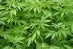 leggi tutto l'articolo Cannabis, ecco l'ormone che blocca la dipendenza - Italiaglobale.it Cannabis, ecco l'ormone che blocca la dipendenza - Italiaglobale.it