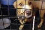 leggi tutto l'articolo Cane in gabbia con muso bloccato da nastro adesivo, denunciati - AGI - Agenzia Giornalistica Italia Cane in gabbia con muso bloccato da nastro adesivo, denunciati - AGI - Agenzia Giornalistica Italia