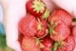 leggi tutto l'articolo Le fragole riducono il colesterolo - Italiasalute.it Le fragole riducono il colesterolo - Italiasalute.it