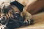 leggi tutto l'articolo Anche i cani soffrono di gelosia - Corriere della Sera Anche i cani soffrono di gelosia - Corriere della Sera