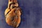 leggi tutto l'articolo Le staminali del paziente scrivono il destino post-infarto - TGCOM Le staminali del paziente scrivono il destino post-infarto - TGCOM
