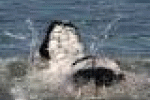 leggi tutto l'articolo Il Veneto sbanca e dopo il divieto di catena apre ai cani sulle spiagge - Quotidiano.net Il Veneto sbanca e dopo il divieto di catena apre ai cani sulle spiagge - Quotidiano.net