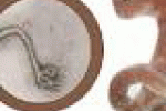leggi tutto l'articolo Ebola virale anche sul web: allarme usato per effettuare truffe via ... - TGCOM Ebola virale anche sul web: allarme usato per effettuare truffe via ... - TGCOM