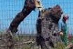 leggi tutto l'articolo Xylella, il commissario Silletti vittorioso: Vettore combattuto all'80 ... - La Repubblica Xylella, il commissario Silletti vittorioso: Vettore combattuto all'80 ... - La Repubblica