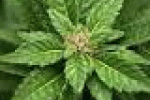 leggi tutto l'articolo Anoressica denuncia l'Ausl che le rifiuta il farmaco a base di cannabis - Vita di Donna Community Anoressica denuncia l'Ausl che le rifiuta il farmaco a base di cannabis - Vita di Donna Community