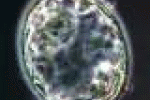 leggi tutto l'articolo ANSA/ Eterologa ora possibile, prime coppie iniziano iter - ANSA.it ANSA/ Eterologa ora possibile, prime coppie iniziano iter - ANSA.it