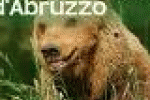 leggi tutto l'articolo Cronaca di una morte annunciata, quella dell'Orsa - Il Corriere d'Abruzzo Cronaca di una morte annunciata, quella dell'Orsa - Il Corriere d'Abruzzo