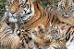 Entro il 2050 440 specie di animali potrebbero essere estinte - MondialiBrasile.com