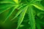 Cannabis terapeutica, in Toscana da aprile via libera all'uso - Impronta Unika