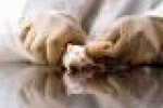 leggi tutto l'articolo Ricerca: la sperimentazione sugli animali è davvero questo inferno? - Benessere - Guidone.it Ricerca: la sperimentazione sugli animali è davvero questo inferno? - Benessere - Guidone.it