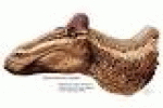 leggi tutto l'articolo Paleontologia: Canada, italiano trova dinosauro con 'cresta gallo' - AGI - Agenzia Giornalistica Italia Paleontologia: Canada, italiano trova dinosauro con 'cresta gallo' - AGI - Agenzia Giornalistica Italia